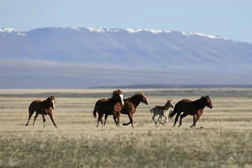 Wild horses gallop on the Fort McDermitt Paiute-Shoshone Indian Reservation on April 25, 2023, near McDermitt, Nev. A judge has asked federal land managers to explain by Monday, Aug. 7, 2023, why they should be allowed to continue capturing more than 2,500 wild horses in northeastern Nevada — a roundup opponents say is illegal and has left 31 mustangs dead in 26 days. (AP Photo/Rick Bowmer, File)