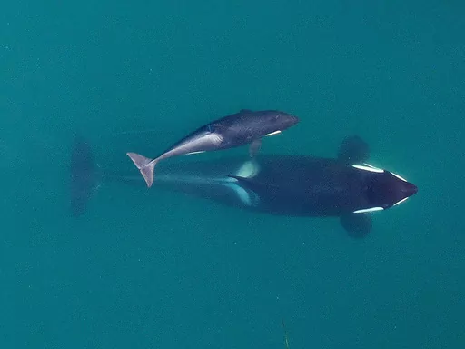 This Sept. 2015, photo provided by NOAA Fisheries shows an aerial view of adult female Southern Resident killer whale (J16) swimming with her calf (J50). New research suggests that inbreeding may be a key reason that the Pacific Northwest's endangered population of killer whales has failed to recover despite decades of conservation efforts. The so-called "southern resident" population of orcas stands at 73 whales. That's just two more than in 1971, after scores of the whales were captured for di