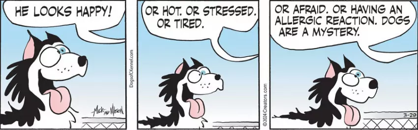 Dogs of C-Kennel for Mar 29, 2024