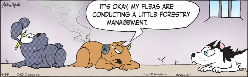 Dogs of C-Kennel for Apr 26, 2024
